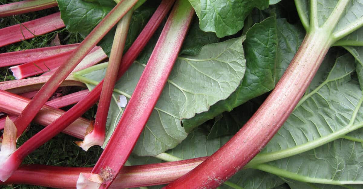 How to Can Rhubarb
