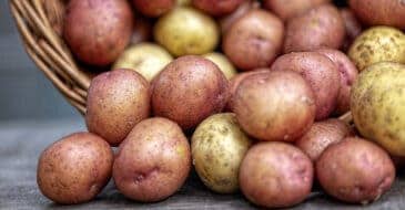 Red and white potatoes in a basket