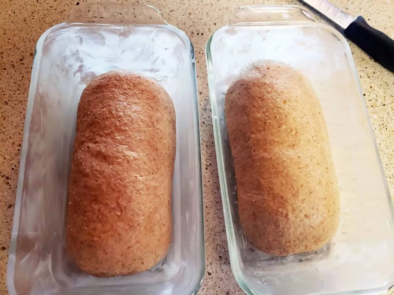 Molasses Whole Wheat Bread dough loaves formed in buttered bread pans