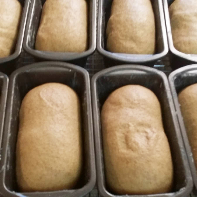 Honey Wole Wheat Bread dough in mini bread pans